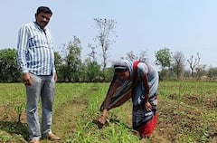 Gondia : गोंदियाच्या मातीत गवती चहा आणि सिट्रोनिलाचा प्रयोग