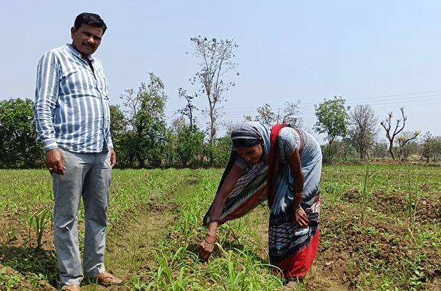 शेती क्षेत्रात सातत्यानं बदल होत आहे. शेतकरी आधुनिक तंत्रज्ञानाचा वापर करत शेतात नवनवीन प्रयोग करत आहेत. गोंदिया (Gondia) जिल्ह्यातील गोरेगाव (Goregaon) तालुक्यातील सोनी या गावातील कैलास बिसेन (Kailas Bisen) या शेतकऱ्याने गवती चहा (Lemon Grass) आणि सिट्रोनिला (Citronella) वनस्पतीच्या शेतीचा वेगळा प्रयोग केला आहे.