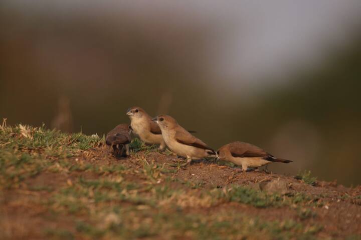 वेगवेगळ्या प्रकारच्या पान वनस्पती असल्याने या पक्ष्यांना खाद्य आणि पाणी उपलब्ध होत असल्याने पक्षांची गर्दी इथं पाहायला मिळते (फोटो सौजन्य : विजय ढाकणे)