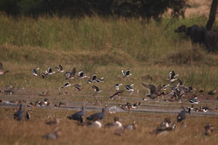 याचप्रमाणे पक्षांच्या पुढच्या पिढ्यांना जन्म देण्याच्या दृष्टीने आवश्यक अधिवास येथे उपलब्ध असल्याने शेकडो वारकरी, छोटे अडई बदक याठिकाणी कायम वास्तव्य करताना आढळून येत असल्याचं निदर्शनास आलं आहे. (फोटो सौजन्य : विजय ढाकणे)