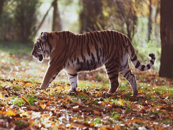 Tiger in Mahabubnagar Tiger's movement captured on CCTV camera in Sulalkunta Forest Area Tiger in Mahabubnagar: ఏపీ నుంచి తెలంగాణకు వచ్చిన తల్లిపులి - నల్లమలలో తిరుగుతున్నట్టు గుర్తింపు! 