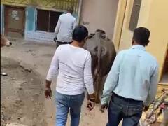 ग्वालियर नगर निगम की अजब कार्रवाई, मालिक ने वॉटर टैक्स नहीं चुकाया, तो सजा उसकी भैंस को मिली!