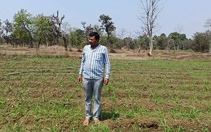 गोरेगाव तालुक्यातील सोनी या गावातील कैलास बिसेन या शेतकऱ्याकडे वडिलोपार्जित सहा एकर शेती आहे. या शेतीमध्ये ते तांदळाचे पीक घेत असतात. पण यावेळी त्यांनी गवती चहाचे उत्पादन घेतलं.
