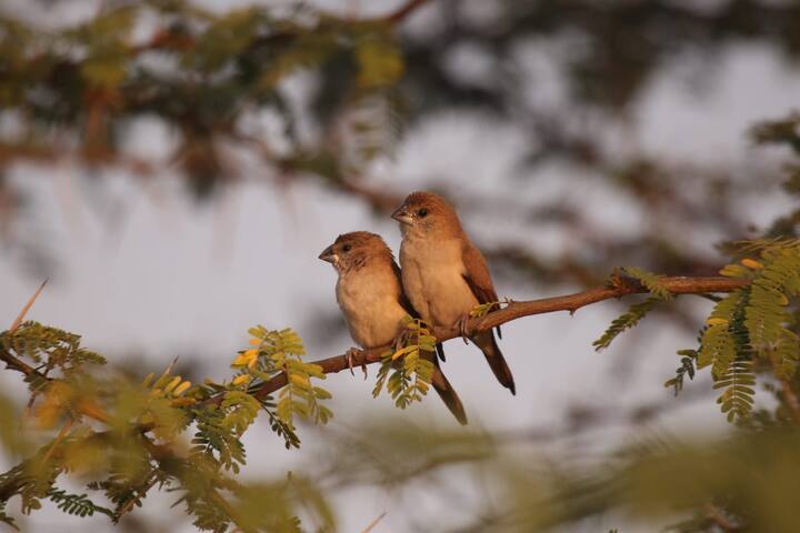 20 पेक्षा जास्त प्रजातींचे पक्षी या तलावावर वास्तव्यास आहेत. (फोटो सौजन्य : विजय ढाकणे)