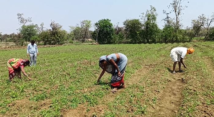 तांदूळ पिक घेण्यासाठी जास्त प्रमाणात पाणी लागते. मात्र, दिवसेंदिवस पाण्याची पातळी खाली जात असल्यानं आणि खत, कीटकनाशके यांच्या वाढत्या किंमतीमुळं तांदळाची शेती परवडत नसल्यानं त्यांनी एक एकर शेतीमध्ये गवती चहा आणि सिट्रोनिला वनस्पतीची लागवड केली आहे.