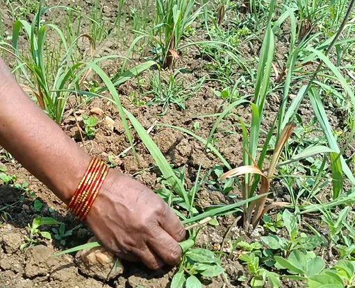 एक लिटर सिट्रॉनिलच्या तेलला 750 ते 800 रुपयांचा दर मिळतो तर गवती चहाच्या 1 लिटर तेलाला 1200 ते 1500 रुपयापर्यंतचा दर मिळतो. यासाठी मुंबई आणि नागपूरमध्ये बाजारपेठा उपलब्ध आहेत.