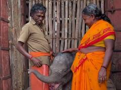 Watch Video: பொம்மன், பெல்லியிடம் கொஞ்சி விளையாடும் தருமபுரி குட்டியானை; மீண்டும் கிடைத்த யானை பராமரிப்பு பணிகள்