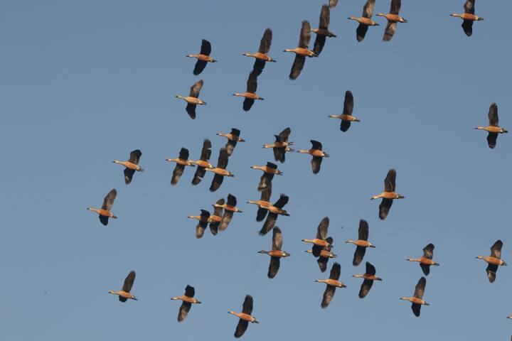 परभणीच्या सेलू तालुक्यातील हदगाव येथील तलाव पक्षांनी फुलला आहे. (फोटो सौजन्य : विजय ढाकणे)