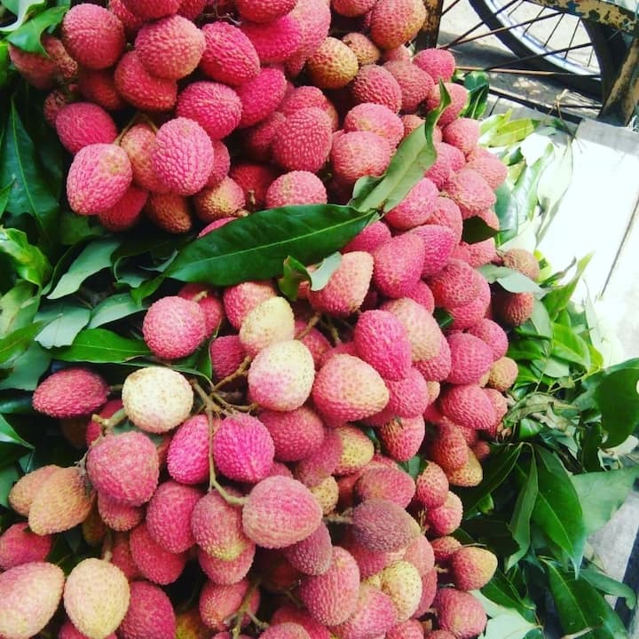 बिहार के गरम और नरम मौसम वाले शहर में आपको सबसे स्वादिष्ट और बेहतरीन लीची खाने को मिलेगी. यहां का मौसम लीची के लिए सबसे अच्छा है. यही वज़ह है की देश दुनिया में इस शहर से लीची को निर्यात किया जाता है.बिहार में सबसे बेहतरीन और उम्दा लीची मुजफ्फरपुर में ही मिलती है.