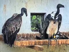 Vulture Population In India Down By 99% Since 1980s, Conservationists Sound Alarm