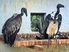 Vulture Population In India Down By 99% Since 1980s, Conservationists Sound Alarm