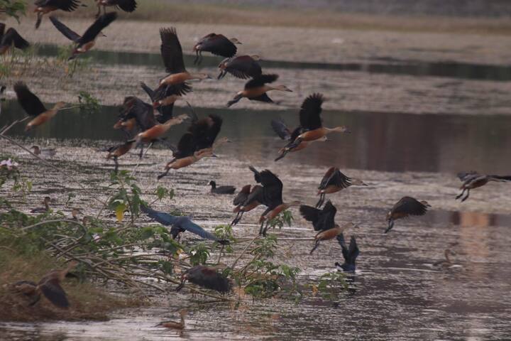 अधिवास चांगला असल्याने पक्ष्यांची जत्रा या तलावातील बेशरम आणि लव्हाळाची बेट पाणपक्ष्यांना घरटे बनवण्यासाठी उपयोगी पडतात. (फोटो सौजन्य : विजय ढाकणे)