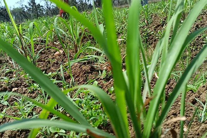 Gondia: Use of grass tea and citronella in Gondia soil