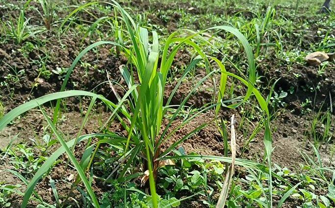 कैलास बिसेन यांनी आपल्या शेतातील एक एकरमध्ये सिट्रोनिला आणि गवती चहा वनस्पतीची लागवड केली आहे. भविष्यात पाच ते सात एकर क्षेत्रात ही लागवड करण्याचा त्यांचा निर्धार आहे.