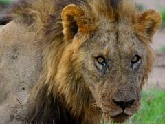 क्या बूढ़ा होने पर शेर आत्महत्या कर लेता है? पढ़िए बुढ़ापे में कैसा होता है जंगल के राजा का जीवन