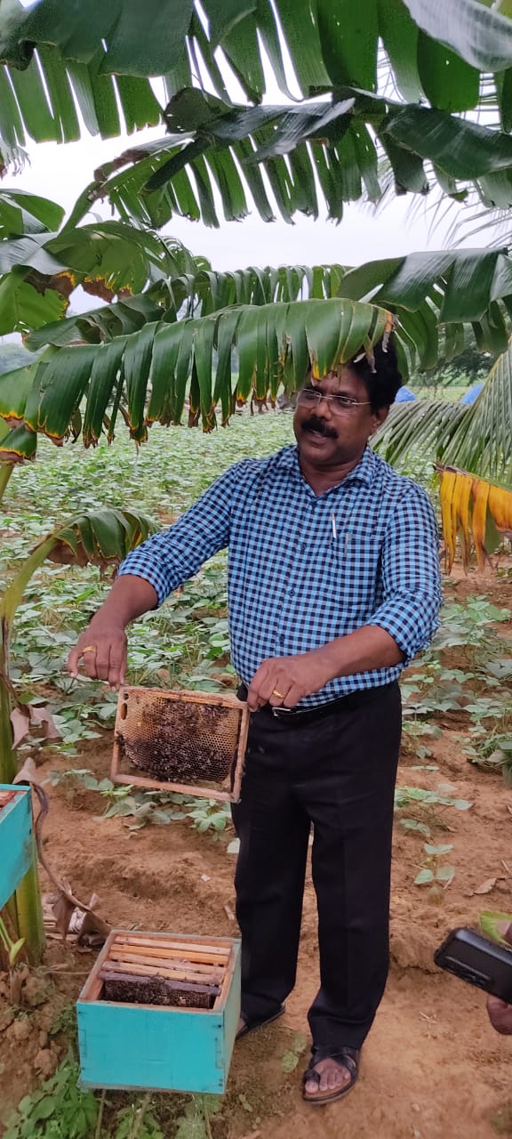 Honey Bees Pollination: தித்திக்கும் தேன் தரும் திறமை வாய்ந்த தேனீக்கள்... அயல் மகரந்த சேர்க்கைக்கு அயராது உழைப்பவை