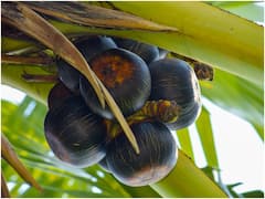 వేసవిలో ఐస్ యాపిల్స్ తింటే చాలా మంచిదట - ప్రయోజనాలివే!