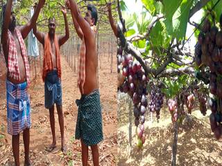 தேனி: எக்கால சூழ்நிலைக்கு ஏற்றவாறு விளையும் பன்னீர் திராட்சை விலை  குறைந்தது - காரணம் என்ன?