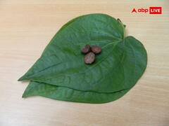 नवरात्रि में करें पान के पत्ते के ये टोटके, हर समस्या से मिलेगा छुटकारा