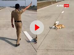 हाईवे के बीचों-बीच वाहन की चपेट में आया हिरण, पुलिस के जवान ने इस तरह बचाई जान, देखें वीडियो