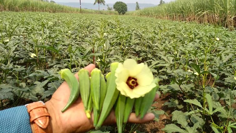 maharashtra news nashik news Ahilya Devi Holkar Ropvatika Scheme for vegetables farming Nashik Farmer : अहिल्यादेवी होळकर रोपवाटिका योजना काय आहे? असा घ्या लाभ; इतकं मिळतंय अनुदान