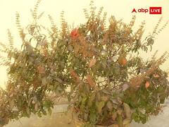 Navratri Tulsi Puja: घर में है तुलसी तो नवरात्रि में जरूर कर लें ये काम, मां लक्ष्मी का मिलेगा वरदान