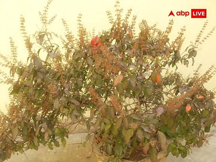 हिन्दू धर्म में तुलसी को बहुत ही पवित्र माना जाता है. माना जाता है कि तुलसी के पौधे में मां लक्ष्मी का वास होता है. जिस घर में तुलसी का पौधा होता है वहां मां लक्ष्मी और भगवान विष्णु की कृपा दृष्टि बनी रहती है.