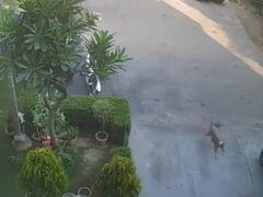 ग्रेटर नोएडा में डेढ़ साल की बच्ची को खींच कर ले जा रहा था आवारा कुत्ता, दादा ने दौड़कर बचाया