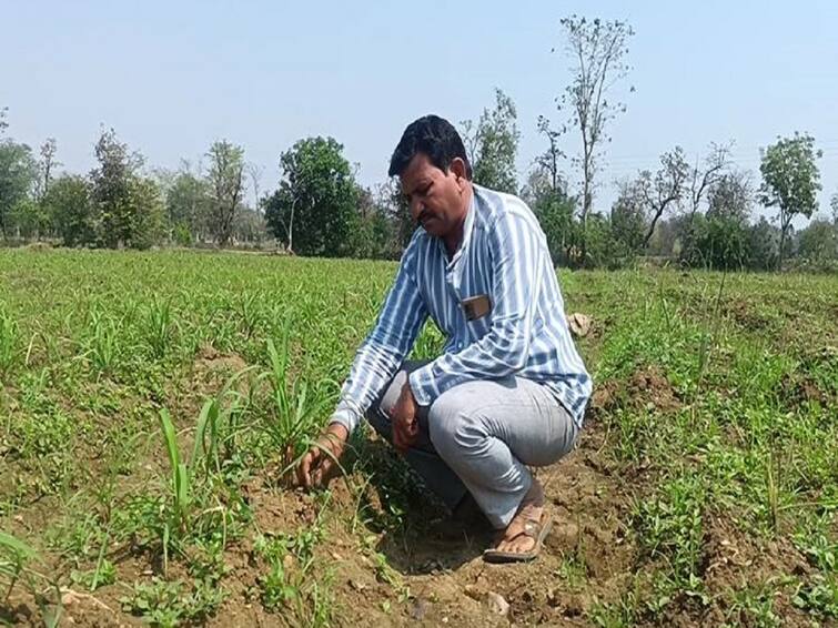 An alternative to traditional rice cultivation, trial of grass tea and citronella in good soils