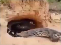 बत्तख को मां समझ बैठा बेबी मगरमच्छ रोजाना करता है फॉलो, वीडियो देख हो जाएंगे दंग