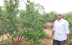 Agriculture : पुरंदरच्या शेतकऱ्यानं माळरानावर फुलवले नंदनवन