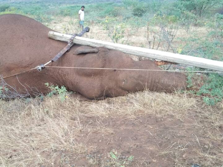 male wild elephant died after being electrocuted near Coimbatore TNN Elephant death : கோவை அருகே மின்சாரம் தாக்கி காட்டு யானை உயிரிழப்பு - தொடரும் சோகம்