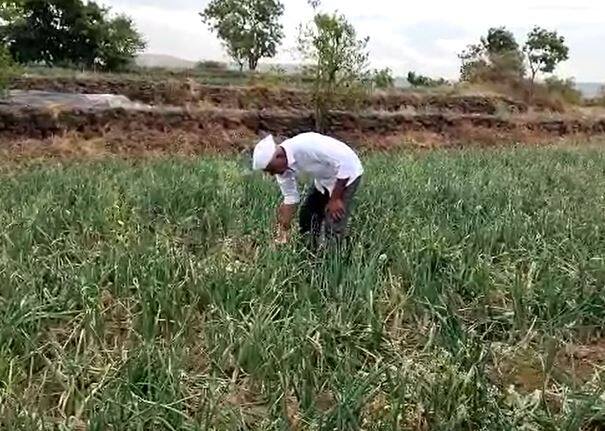 तरकारी मालामध्ये कारले, घेवडा, कांदा आदी पिकांचे उत्पादन देखील त्यांनी घेतलं आहे.
