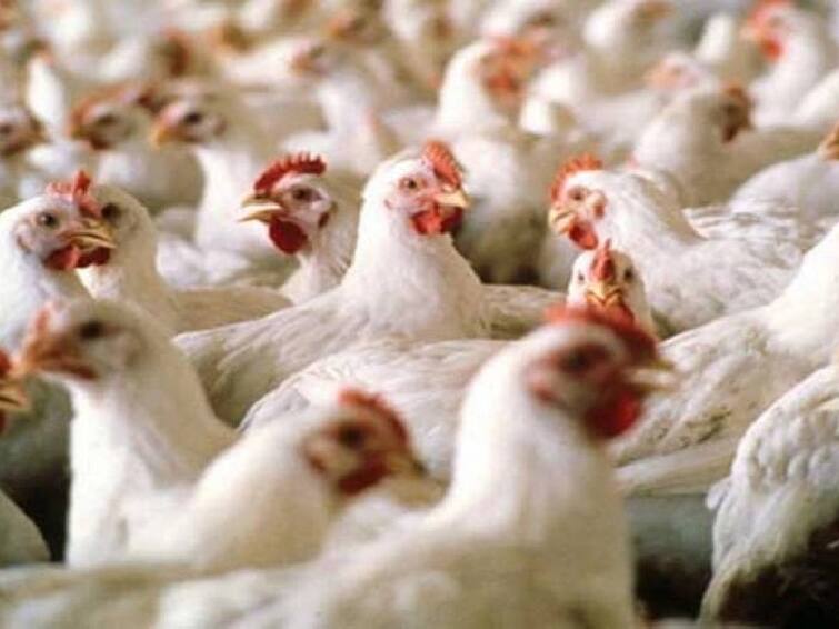 About 3,30,000 chickens will be destroyed due to the spread of bird flu in Japan's Aomori prefecture, officials said. Bird Flu: ஜப்பானில் தீவிரமாகும் பறவை காய்ச்சல்; 15 மில்லியன் கோழிகள் பாதிப்பு - பாதுகாப்பு நடவடிக்கைகள் தீவிரம்