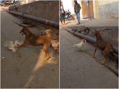 मुर्गे के हमले से डरकर उल्टे पांव भागते नजर आया कुत्ता, वीडियो हुआ वायरल