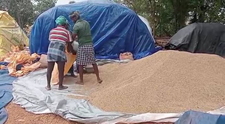 7 lakh 20 thousand metric tons of paddy has been procured through direct paddy procurement station in Tiruvarur district TNN திருவாரூர் மாவட்டத்தில் நேரடி நெல் கொள்முதல் நிலையம் மூலம்  7 லட்சத்து 20 ஆயிரம் மெட்ரிக் டன் நெல் கொள்முதல்
