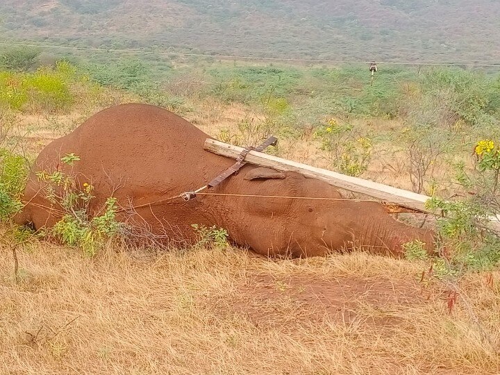 Elephant death : கோவை அருகே மின்சாரம் தாக்கி காட்டு யானை உயிரிழப்பு - தொடரும் சோகம்