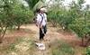 Agriculture : पुरंदरच्या शेतकऱ्यानं माळरानावर फुलवले नंदनवन