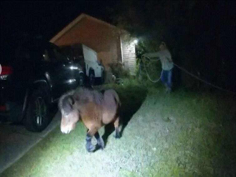 Pony Leads US Police On A Low Speed Foot Pursuit For 2 Hours Pony Leads US Police On A 'Low-Speed Foot Pursuit' For 2 Hours