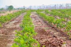 माळरानावरच्या फळबागेतून सुमनबाईनी साधला लखपतीचा मार्ग