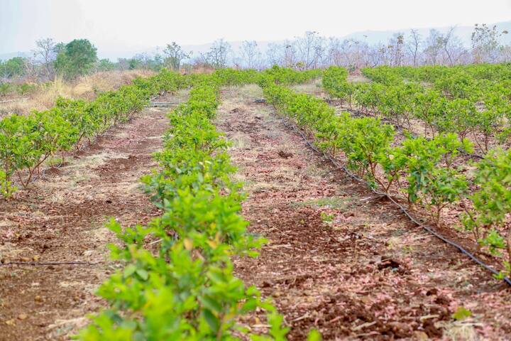 Agriculture : पाण्याशिवाय शेती नाही, कष्टाशिवाय पाणी नाही हे गणित सुमनबाईने बरोबर ओळखले.