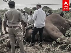 Elephant Death : மின்சாரம் தாக்கி உயிரிழந்த யானை! கோவையில் சோகம்!