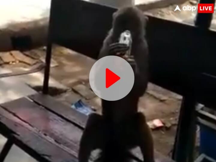 Banda Drunken Monkey Snatches Alcohol Bottles from people and run away Watch: बांदा के इस दारूबाज बंदर ने मचाया आतंक, लोगों के हाथों से बोतल छीनकर पी जाता है शराब