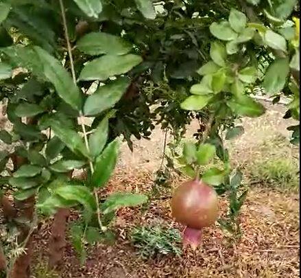 शेतीची आवड असल्यामुळं त्यांनी नोकरी न करण्याचा निर्णय घेतला. गोपाळ कदम यांनी शेती करताना सरकारी योजनांचा लाभ घेतला.