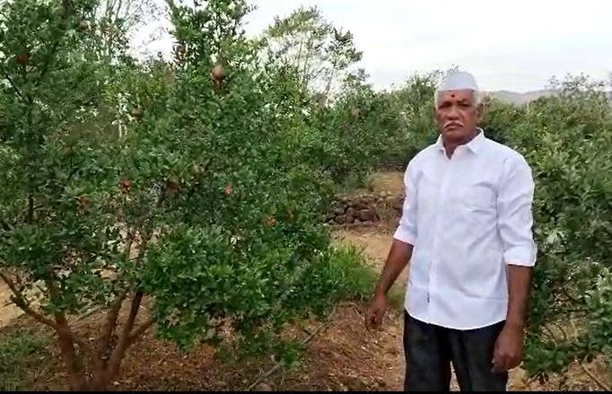 गोपाळ कदम यांनी 16 एकर माळरानावर शेतीचे नंदनवन फुलवले आहे. त्यांनी खडकाळ माळरानावर डाळींब, सीताफळाचे उत्पन्न घेतलं आहे.