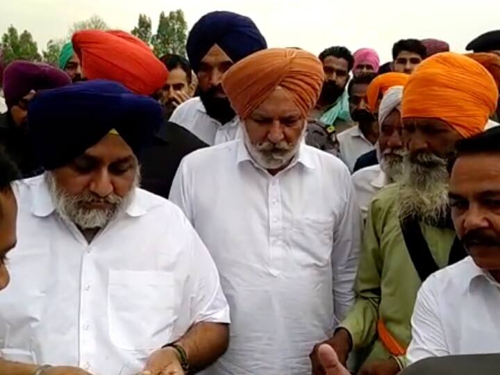 Farmers wept bitterly after seeing crop ruined by rain in Punjab, Sukhbir Singh Badal made this demand Punjab News: बारिश से बर्बाद फसल देख फूट-फूटकर रोए किसान, सुखबीर सिंह बादल ने की ये मांग