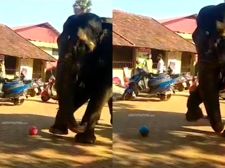 Elephant plays football in Karnataka Temple hathi ka viral video कर्नाटक के मंदिर में फुटबॉल खेलते दिखी हथिनी, लोग लूप में देख रहे Video