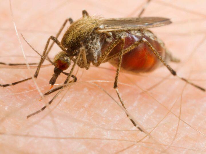 why mosquitoes bite more in summer know how they started drinking blood तो इस वजह से गर्मियों में मच्छर ज्यादा काटते हैं... जानिए इन्होंने खून पीना कैसे शुरू किया