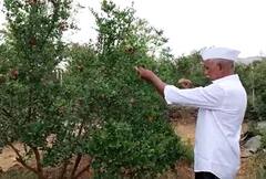 Agriculture : पुरंदरच्या शेतकऱ्यानं माळरानावर फुलवले नंदनवन