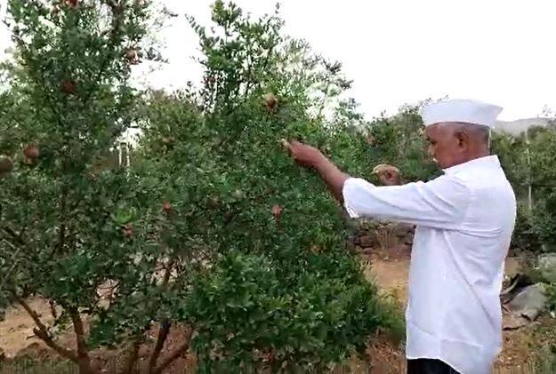 प्रतिकूल परिस्थितीवर मात करत शेतकरी (Farmers) आपल्या शेतात नवनवीन प्रयोग करत आहेत. आधुनिक तंत्रज्ञानाचा वापर करुन चांगल उत्पादन घेत आहेत.